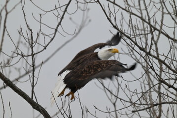 american bald eagle takeoff