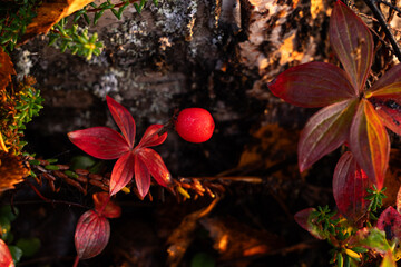 Closeup of a ripe Dwarf cornel fruit on an early autumn morning in Kuusamo, Northern Finland