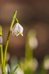Fototapeta premium Spring white flower of Bledule - Leucojum vernum with green leaves in wild nature in floodplain forest. Spring flower