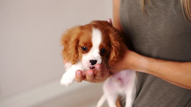 Woman holding cute Cavalier King Charles Spaniel puppy in her arms, puppy licking her hands, close-up. Expression of love and affection,tender sincere feelings 