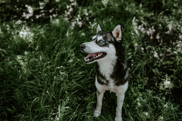 a blue-eyed husky breed dog sits on the green grass