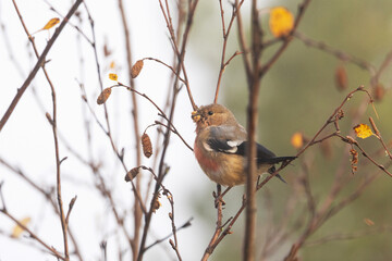 A juvenile Eurasian bullfinch perched and feeding on Birch seeds on an autumn morning in Ruka near Kuusamo, Northern Finland