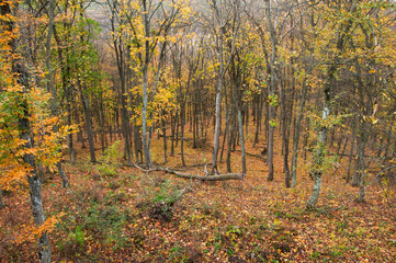 tree trunks deep in the forest in autumn. panoramic view of a beautiful mixed  forest  