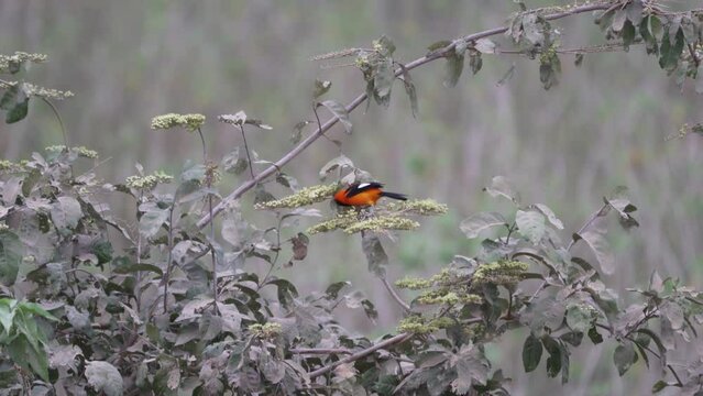 orange backed troupial, Icterus croconotus, a small bird species native to the swamps in the wetlands of the Pantanal in Brazil hopping through the lush vegetation.