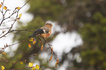 A juvenile Eurasian bullfinch perched and feeding on Birch seeds on an autumn morning in Ruka near Kuusamo, Northern Finland