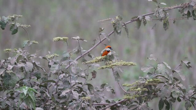 orange backed troupial, Icterus croconotus, a small bird species native to the swamps in the wetlands of the Pantanal in Brazil hopping through the lush vegetation.
