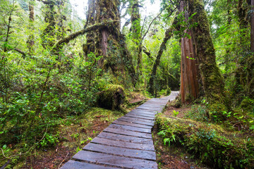 Boardwalk in the forest