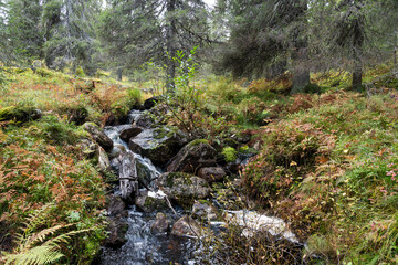 A small creek flowing through a lush and autumnal old-growth forest in Riisitunturi National Park, Northern Finland