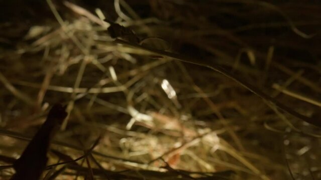 Closeup of a needle in haystack. Macro photography.