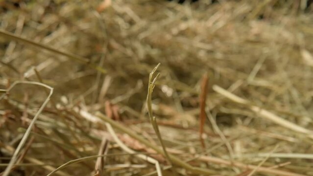 Closeup of a needle in haystack. Macro photography.