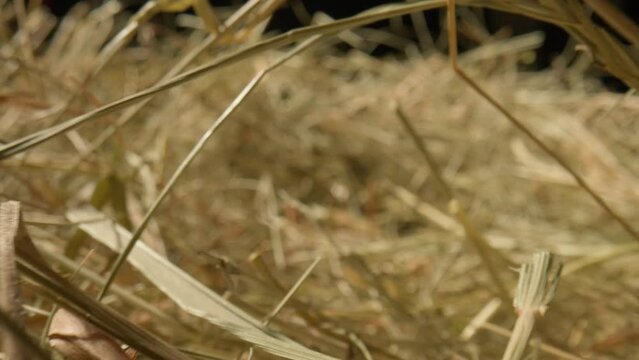 Closeup of a needle in haystack. Macro photography.