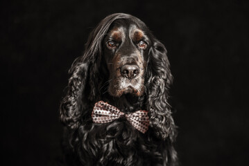 Portrait d'un chien noir de race cocker spaniel dans un studio