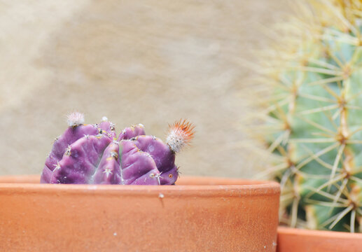 Purple cactus (Echinocereus Subinermis, Cactaceae) with flower buds in terracotta flowerpot and neutral background, selective focus