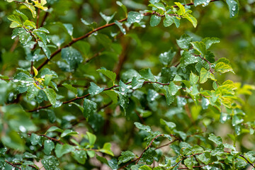 Raindrops on emerald green foliage of an ornamental shrub. Topic: bad weather, rain. Green background of wet foliage