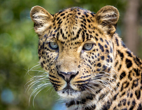 Close-up portrait of a Javan Leopard