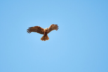 Weibliche Rohrweihe auf Jagd	