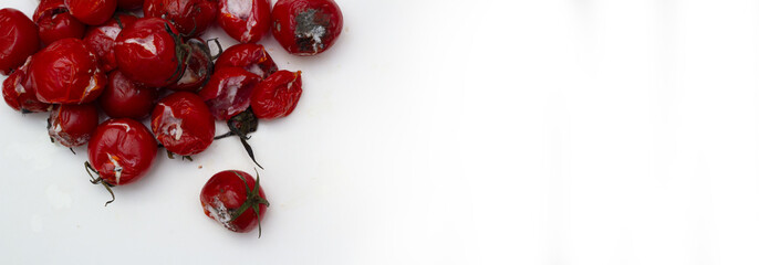 Red rotten cherry tomato with white mold, isolated on light background. Horizontal banner with copy...