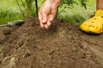 Unrecognizable woman hands holding seed of plant seedling in rows, sprout over soil. Anonymous female organic farmer protecting a young plant in her garden. Business agriculture garden. High quality