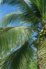 Fototapeta premium Palm tree at the background of blue sky