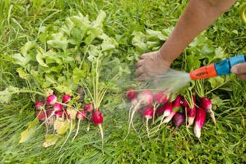 Fototapeta premium Washing fresh radish with water from tap on agriculture field. Harvest organic red radish vegetables. Agriculture Industry. Crops organic farm. Producing food 