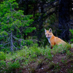 Wild Fox Near Den in Wilderness Animals