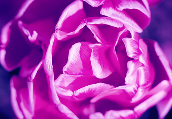Spring abstract background with pink tulip petals. Close-up. Selective focus.