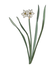 Narcissus December birth month flower colorful vector illustration. Modern minimalist hand drawn design for logo, tattoo, packaging, card, wall art, poster. Isolated on white background.