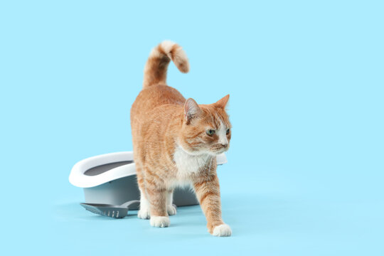 Cute ginger cat with litter box on blue background