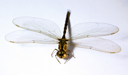 dragonfly in white background close up