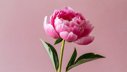 A single stem of tender pink peony flower on solid pink background, Valentine's Day