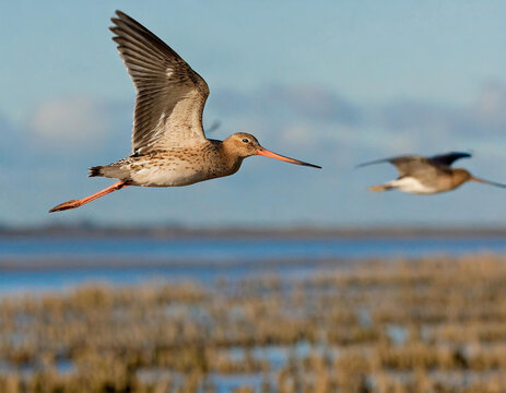Bar-tailed godwits (Limosa lapponica) in flight over the Wash, Norfolk, England, UK. December.