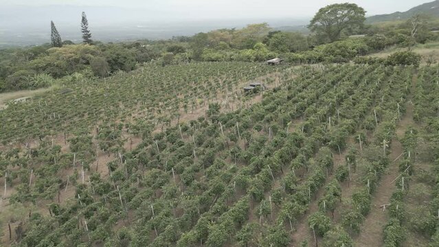 Cultivo de Vi&ntilde;edo - Cultivo de Uvas / Rivera, Huila