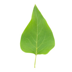 Green lilac leaf in PNG isolated on transparent background