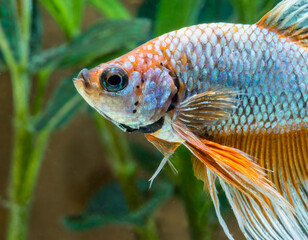 Close up of betta fish