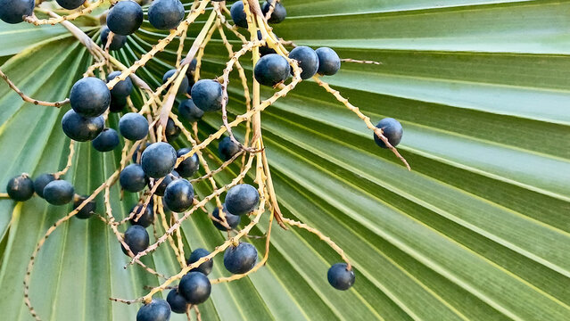 Sabal palm fruits. Each fruit has a beautiful seed inside.