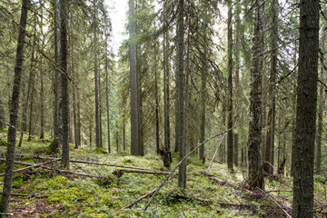 An old-growth coniferous forest growing on a slope in Närängänvaara near Kuusamo, Northern Finland