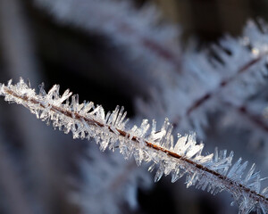Ice crystals growing on grass because of atmospheric moisture.