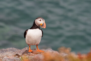 A beautiful puffin standing near the ocean.