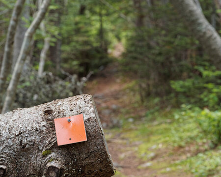 Colored trail markers providing direction and safety for hikers. - Powered by Adobe