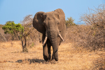 Obraz premium Large Male Elephant With Tusks Walking Towards the Camera in South Africa