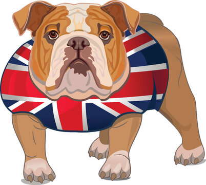 Cute bulldog. English bulldog portrait