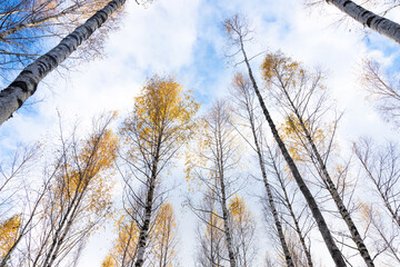 A view to a Birch forest canopy on an autumn evening in Estonia, Northern Europe