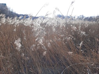 grass in the snow