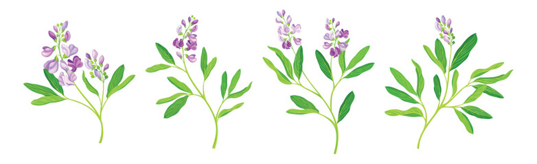 Fototapeta na wymiar Blooming Alfalfa Plant with Purple Floret and Green Stem Vector Set