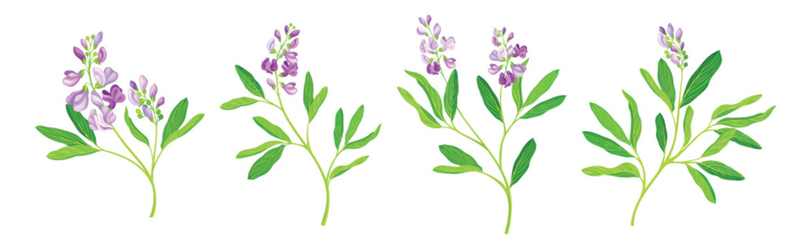 Blooming Alfalfa Plant with Purple Floret and Green Stem Vector Set