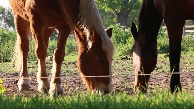 Caballos comiendo pasto
