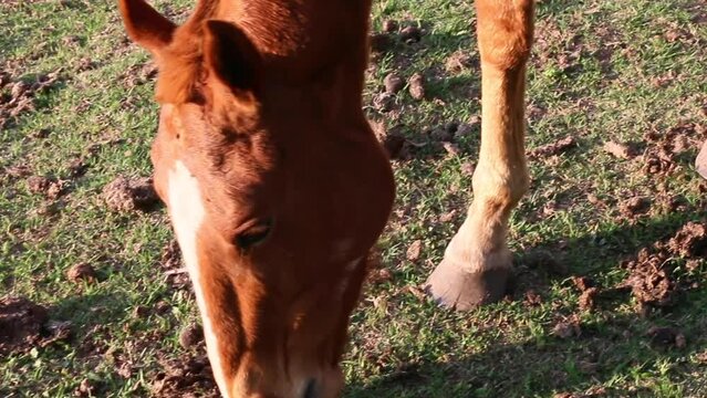 Caballos comiendo pasto