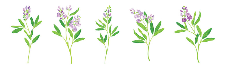 Blooming Alfalfa Plant with Purple Floret and Green Stem Vector Set - obrazy, fototapety, plakaty