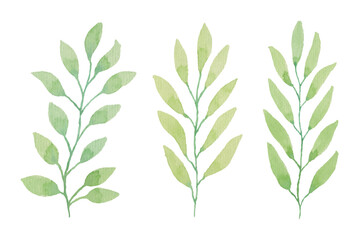 Set of watercolor leaves and branches, Hand drawn watercolor illustration elements for wedding stationary, greetings, wallpapers, fashion, background