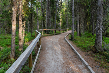 A hiking trail with a wooden handrail through a summery old-growth forest near Puolanka, Northern Finland